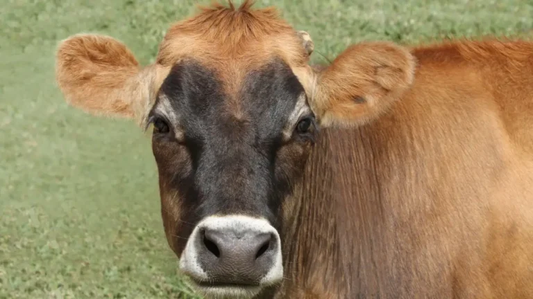 Raças europeias de gado leiteiro com alta produtividade