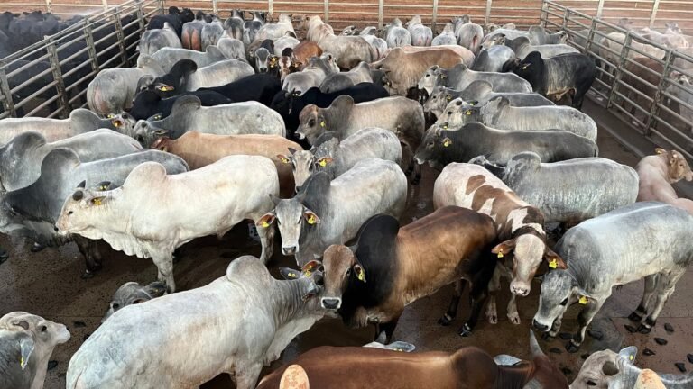 Melhoramento genético do gado de corte brasileiro