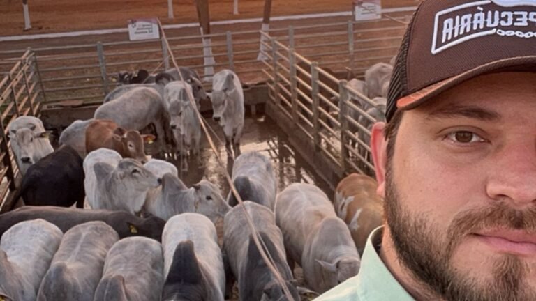 Raças zebuínas indicadas para confinamento intensivo