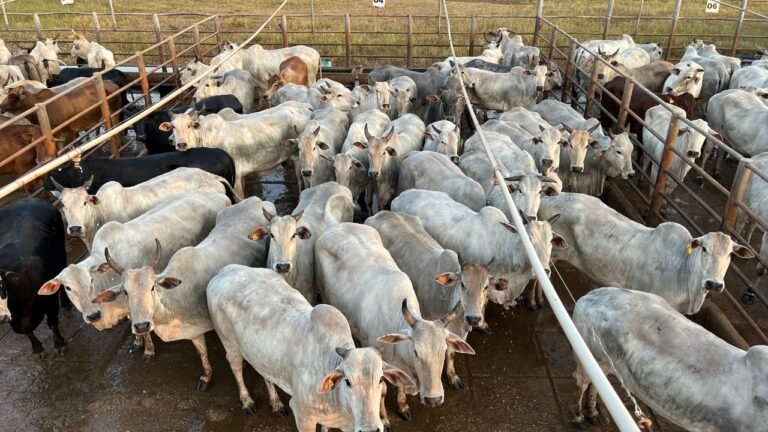 Raças mestiças mais comuns na pecuária nacional