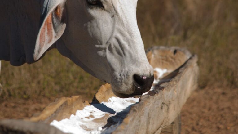 Suplementação mineral para ganho de peso no pasto