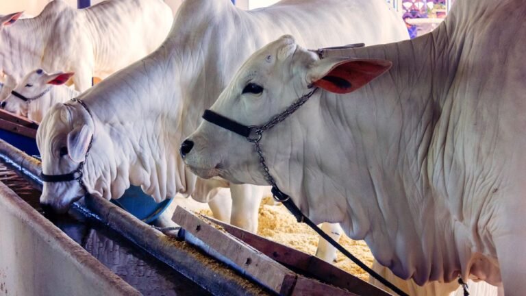 Sistema semi-intensivo com suplementação no cocho
