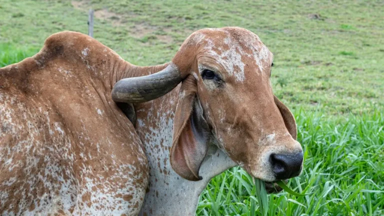 Tipos de capim para gado de corte no Centro-Oeste