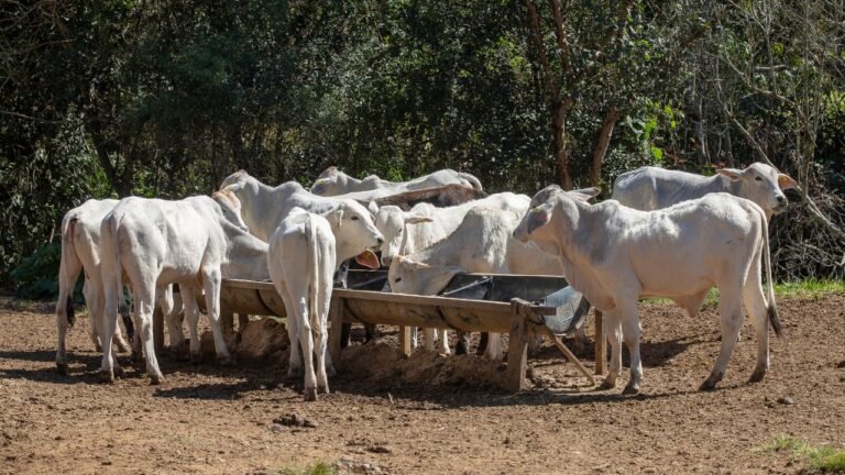 Cálculo de consumo de ração por cabeça de gado