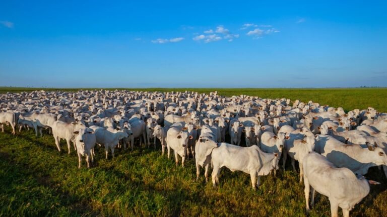 Uso de sombra e bebedouros em sistema de pasto