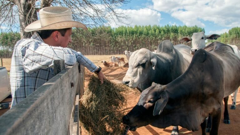 Raças de gado de corte adaptadas ao clima seco