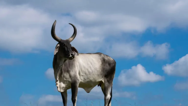 Gado Guzerá para produção dupla de leite e carne
