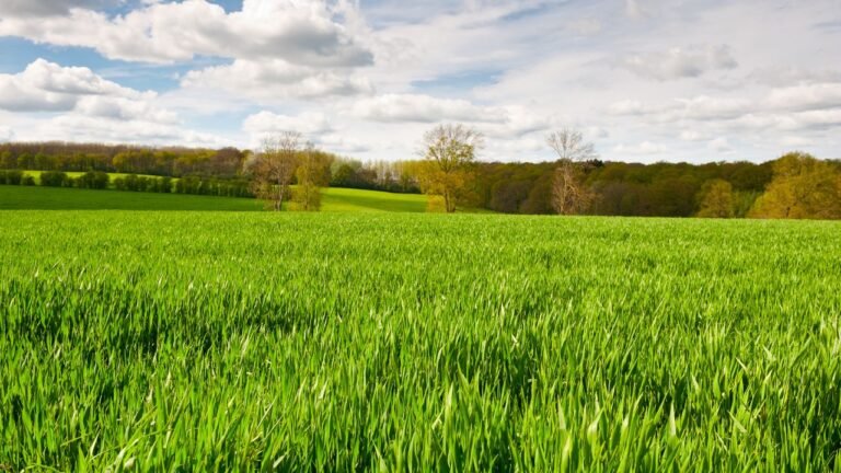 Manejo de pastagem rotacionada em época de seca