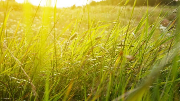 Pecuária extensiva com pastagem nativa